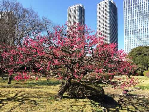 MARATONA DI TOKYO 2017 | 42K 2016